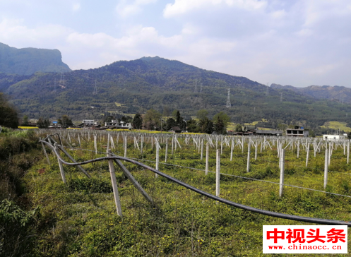 500亩金牧粮草扎根川康边革命根据地芦山县