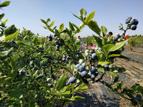 莱西：牛奶灌溉十一年未用农药的蓝莓在姜山镇开始采摘