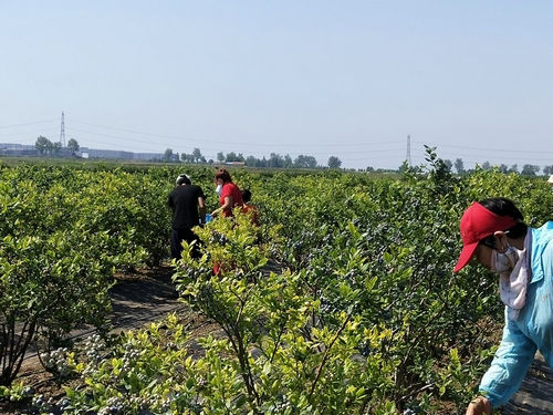 莱西：牛奶灌溉十一年未用农药的蓝莓在姜山镇开始采摘