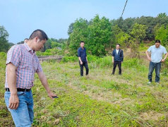 林家茶叶连锁采茶体验活动 走进重庆涪陵